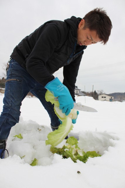 ハクサイ、ニンジンを雪下栽培