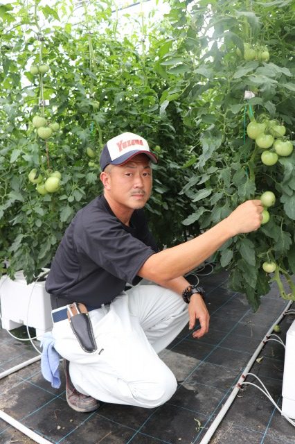 大玉トマト　トロ箱養液栽培システム「うぃずＯｎｅ」