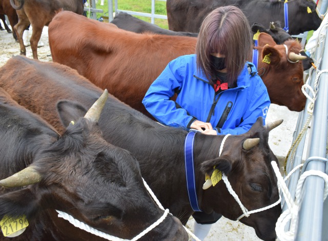 ＩＣＴ放牧牛管理システム実証事業を活用