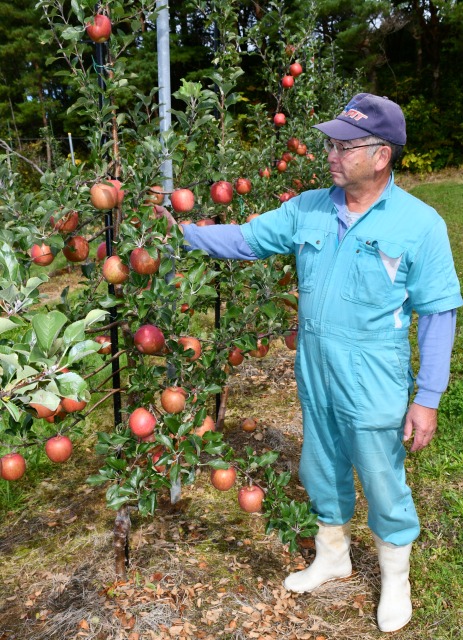 リンゴ３０品種　作業の省力化を追求