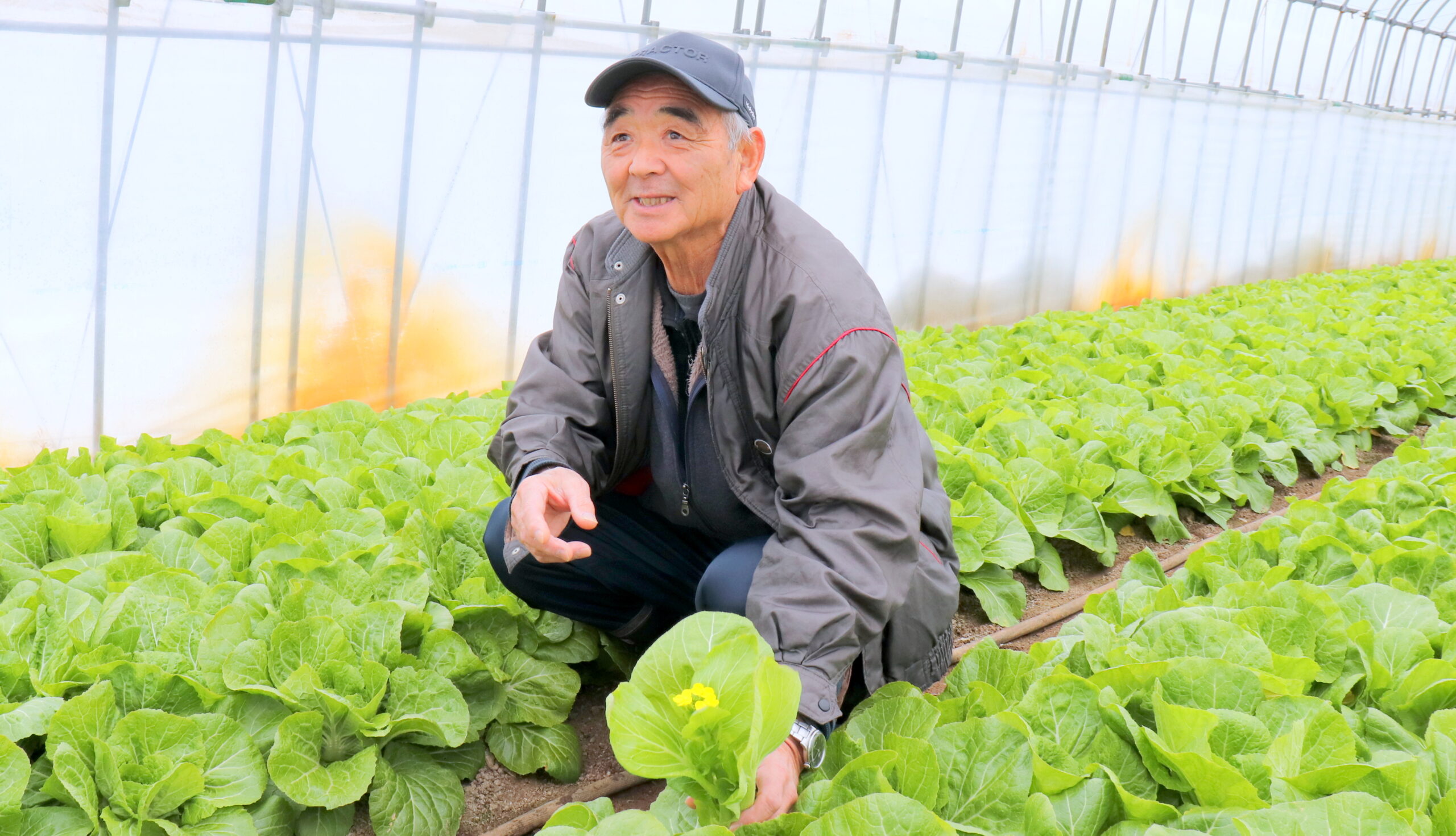 秋田の冬野菜「フクタチ」　密植栽培に挑戦